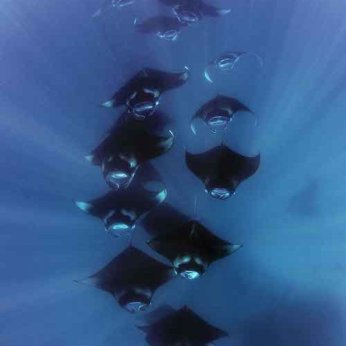 Der Manta Trust setzt sich in über 20 Ländern für das Überleben der seltenen Matarochen ein. Der Manta Trust setzt sich in über 20 Ländern für das Überleben der seltenen Matarochen ein.