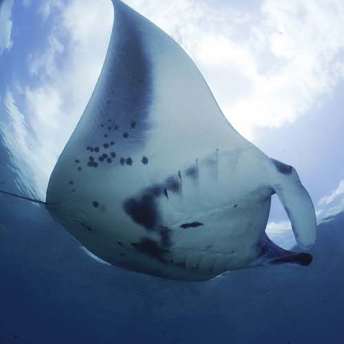 Der Schwarze Manta steht im Mittelpunkt der Bemühungen des englischen Manta Trusts. Der Schwarze Manta steht im Mittelpunkt der Bemühungen des englischen Manta Trusts.