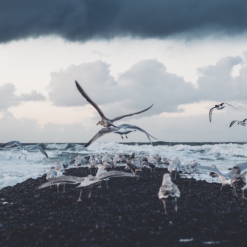 Wattenmeer Möwen Zugvögel benötigen die Pause und die Nahrung im Wattenmeer, um ihren Flug vom Polarkreis nach Afrika und zurück zu bewältigen.