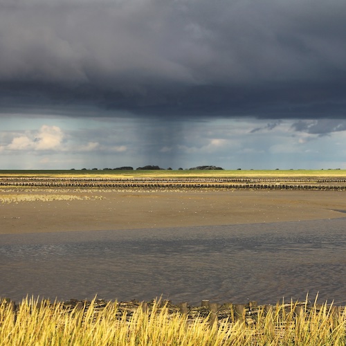 Wattenmeer Salzwiesen Die Salzwiesen beherbergen rund 2.300 Pflanzen- und Tierarten und sind ein natürlicher Speicher für CO2, das sonst an die Umwelt abgegeben würde.