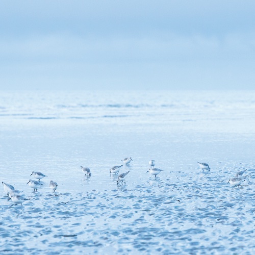 Wattenmeer Zugvögel Die Küste des Wattenmeers erstreckt sich von Den Helder in Holland bis Skallingen in Dänemark.