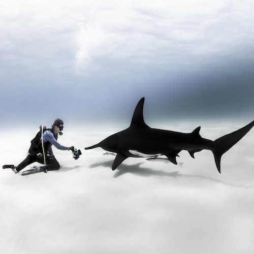 Mike Coots mit Hammerhai