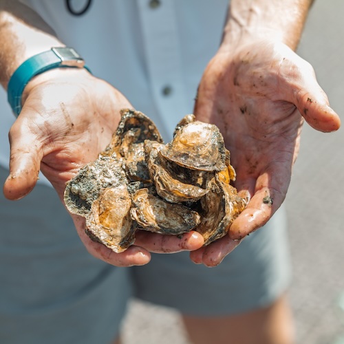 Die Umweltschutzorganisation »Billion Oyster Project« will wieder Austern im New Yorker Hafen heimisch machen.