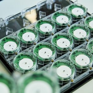 Die zu prüfenden Uhrwerke haben ein weißes Zifferblatt und einen Sekundenzeiger.