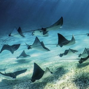 Das Foto fertigte Cristina Mittermeier, ein Rolex-Testimonial, das sich dem Schutz der Meere verschrieben hat.